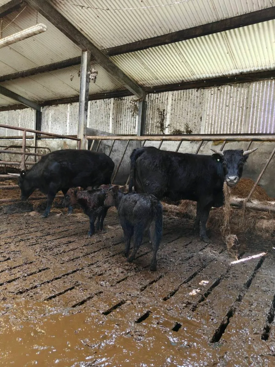 Dexter heifers with calves at foot - Image 2