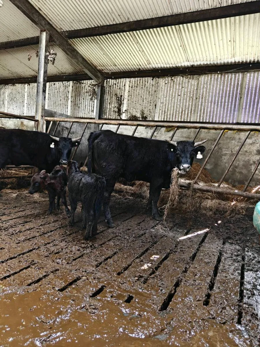 Dexter heifers with calves at foot - Image 3