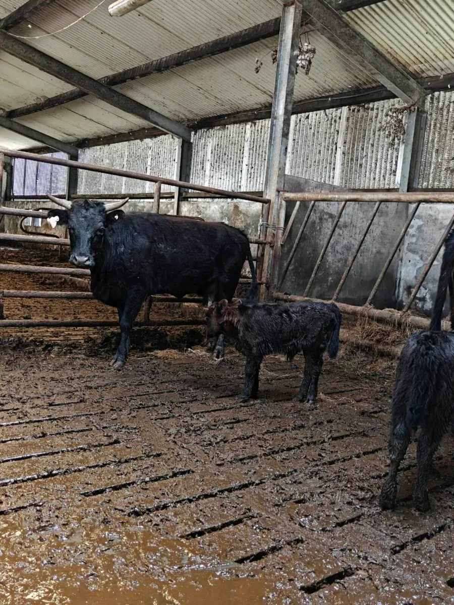 Dexter heifers with calves at foot - Image 4