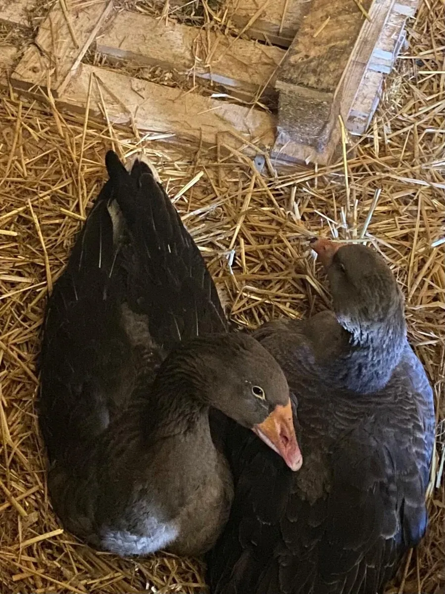 2geese 1 gander for sale only together - Image 1