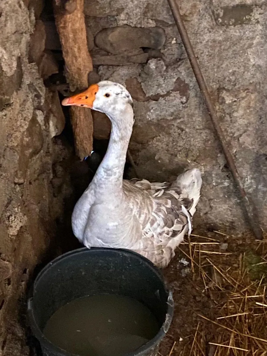 2geese 1 gander for sale only together - Image 2