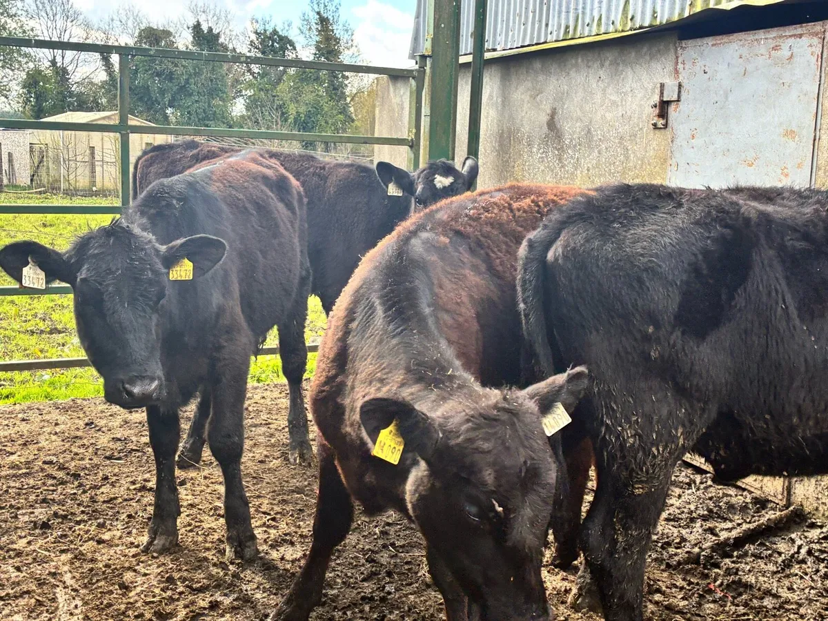 10 lovely Angus heifers for sale - Image 1