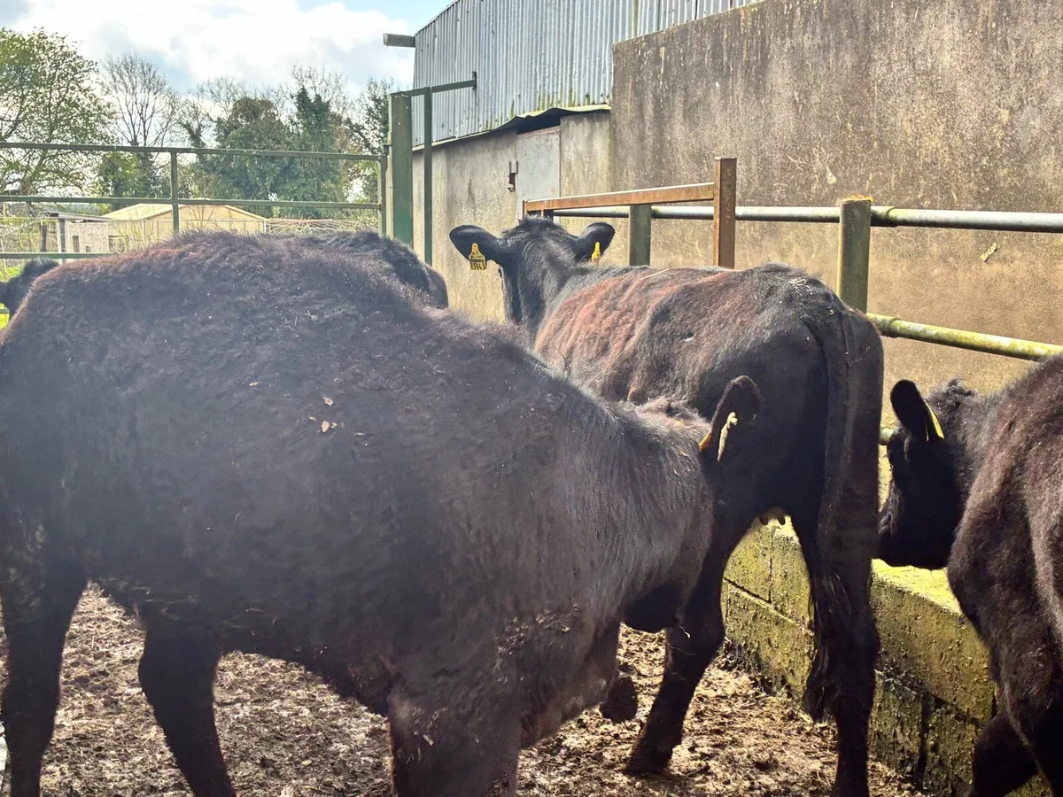 10 lovely Angus heifers for sale - Image 3