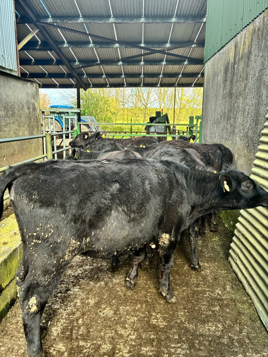 10 lovely Angus heifers for sale - Image 2
