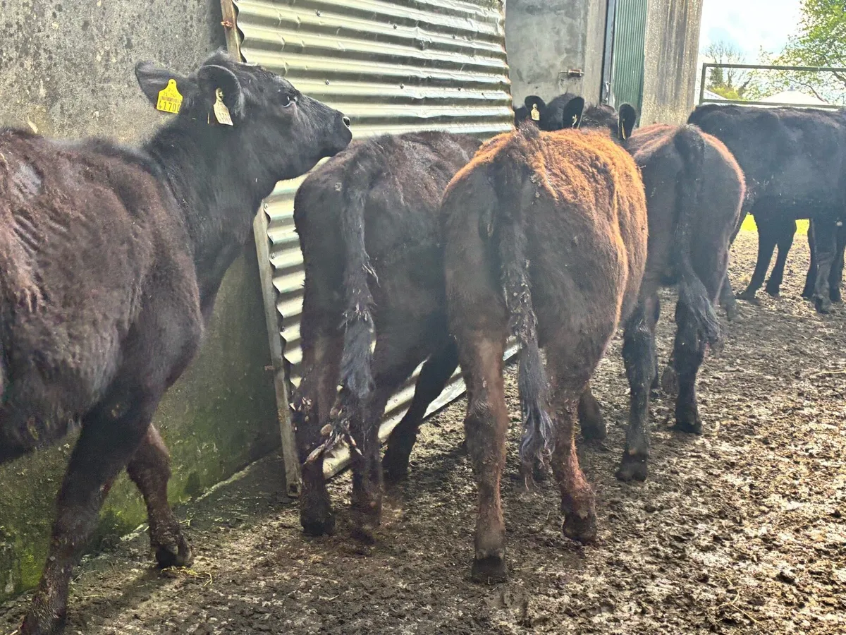 10 lovely Angus heifers for sale - Image 4
