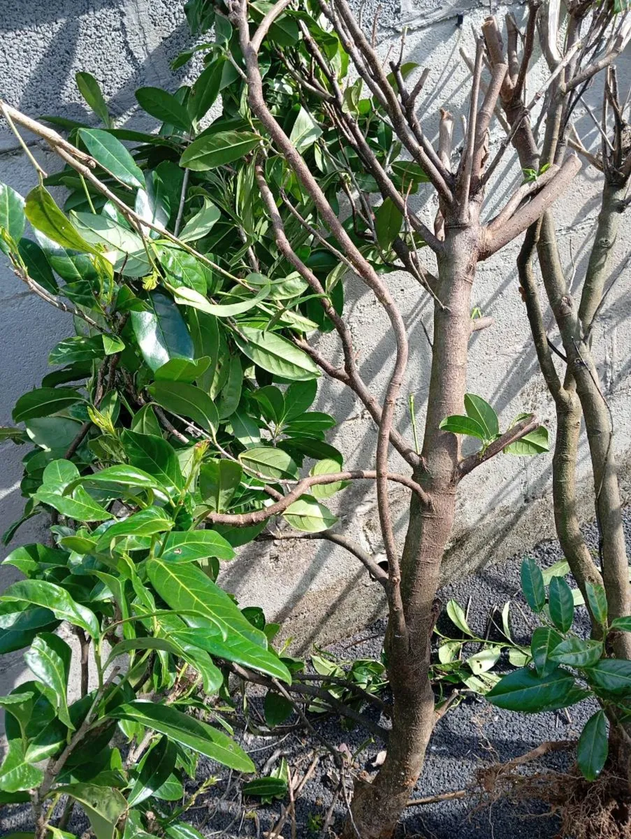 Laurel hedging - Image 1