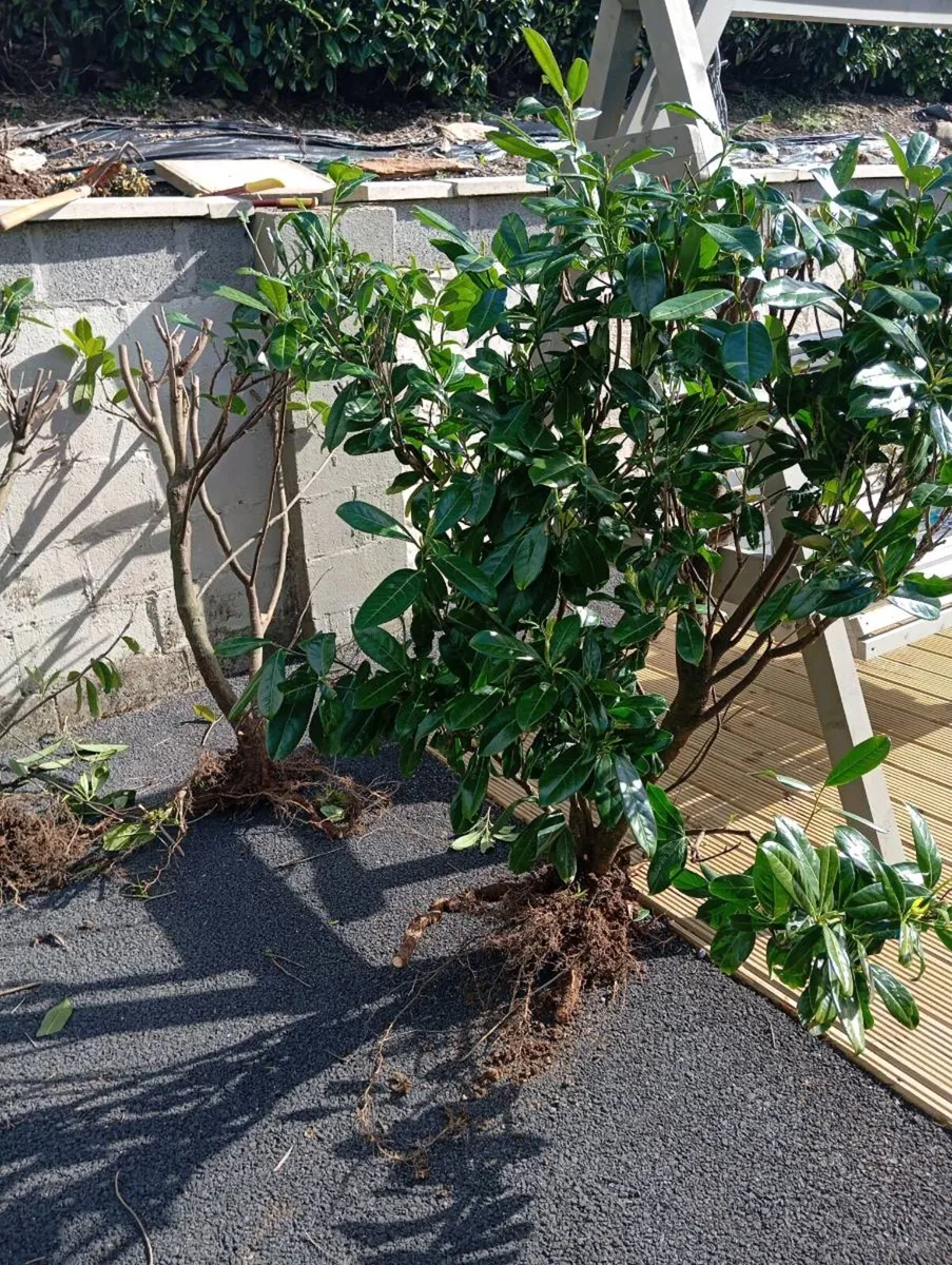 Laurel hedging - Image 2