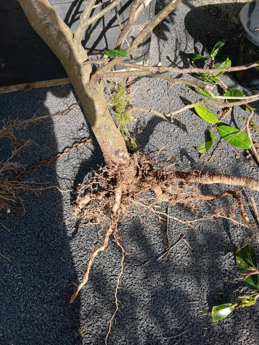 Laurel hedging - Image 3