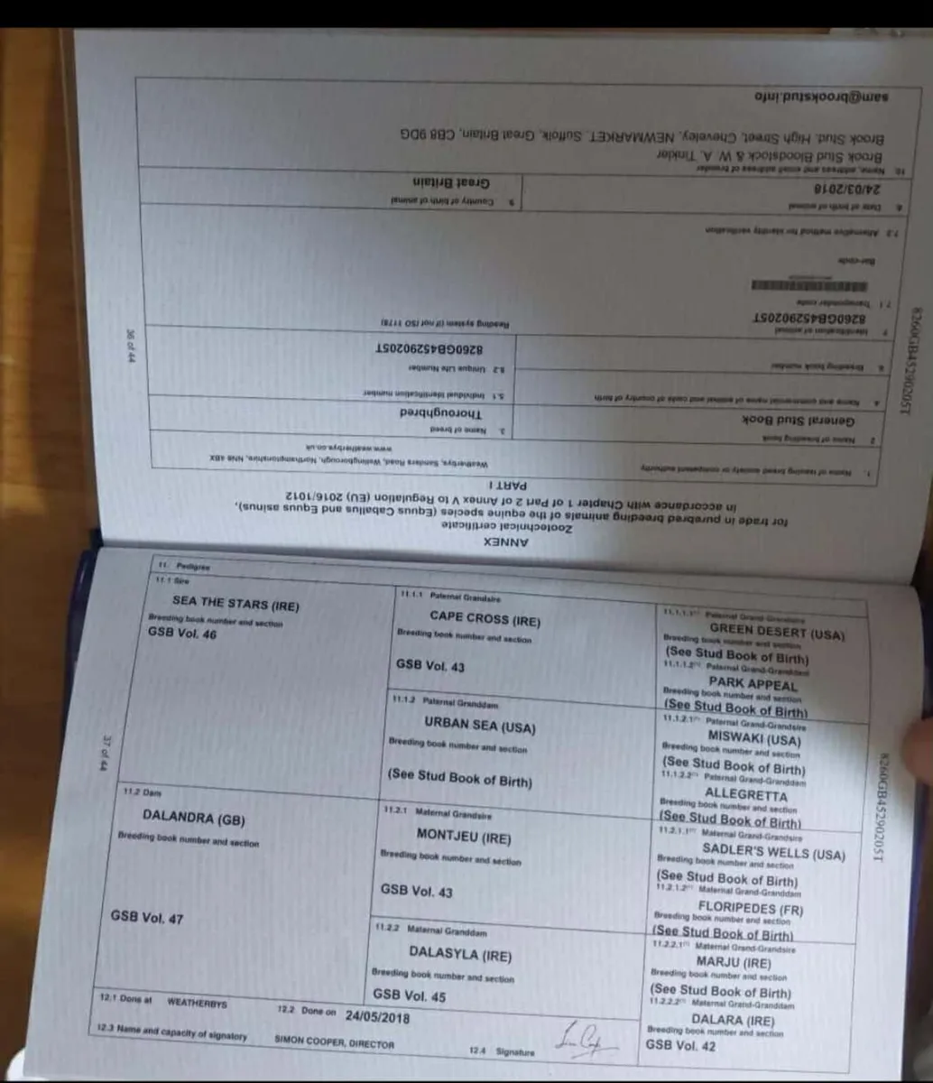 Tb mare by Sea of the Stars - Image 2