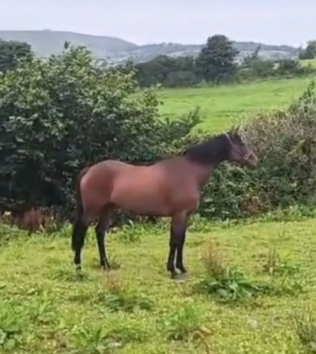 Tb mare by Sea of the Stars - Image 3