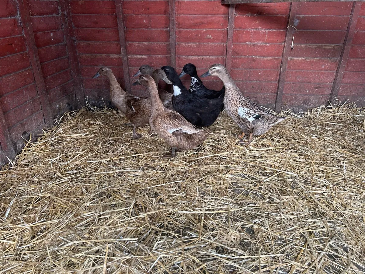 Laying Ducks - Image 3