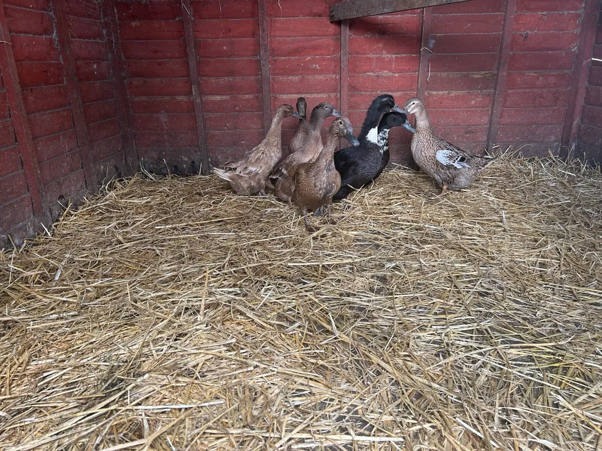 Laying Ducks - Image 1