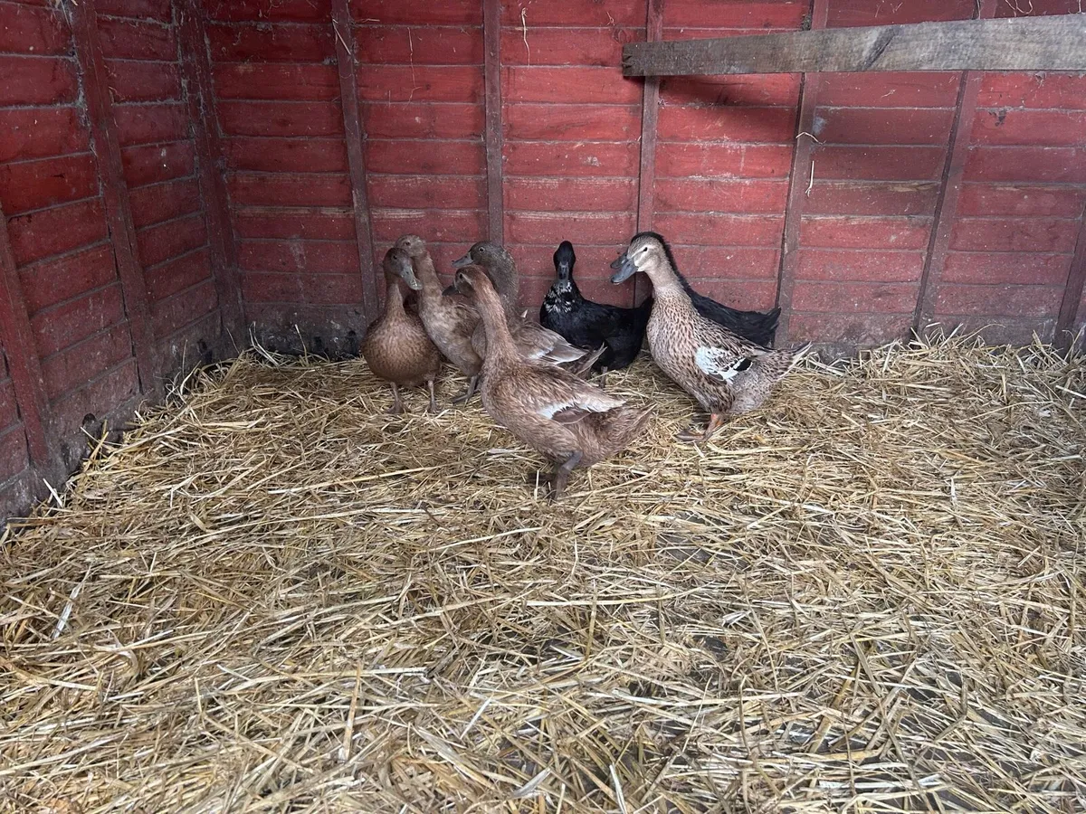 Laying Ducks - Image 2