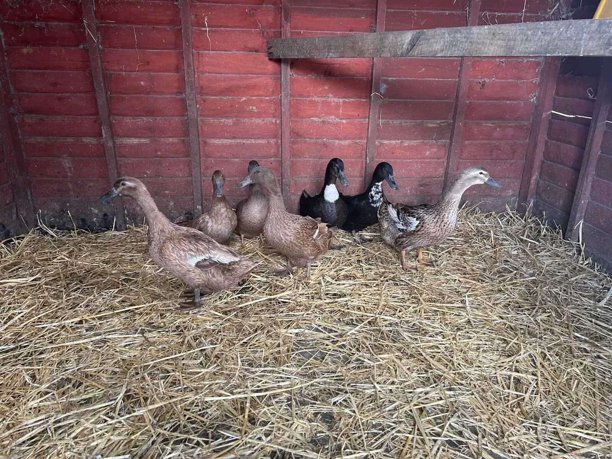 Laying Ducks - Image 4