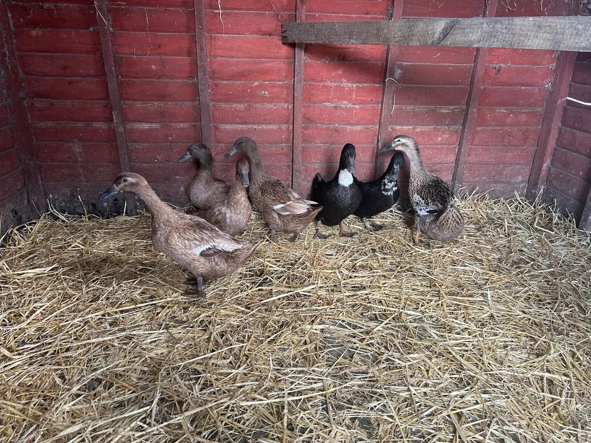 Laying Ducks - Image 4