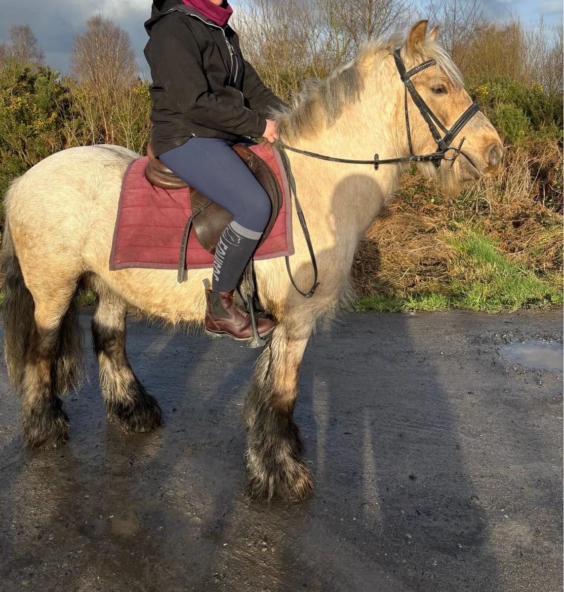 5yrs 13.1hh Gelding - Image 1