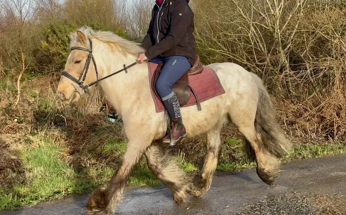 5yrs 13.1hh Gelding - Image 2