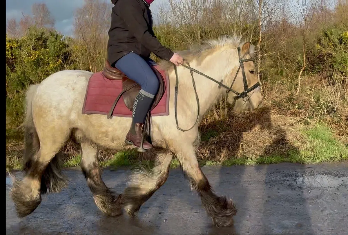 5yrs 13.1hh Gelding - Image 3