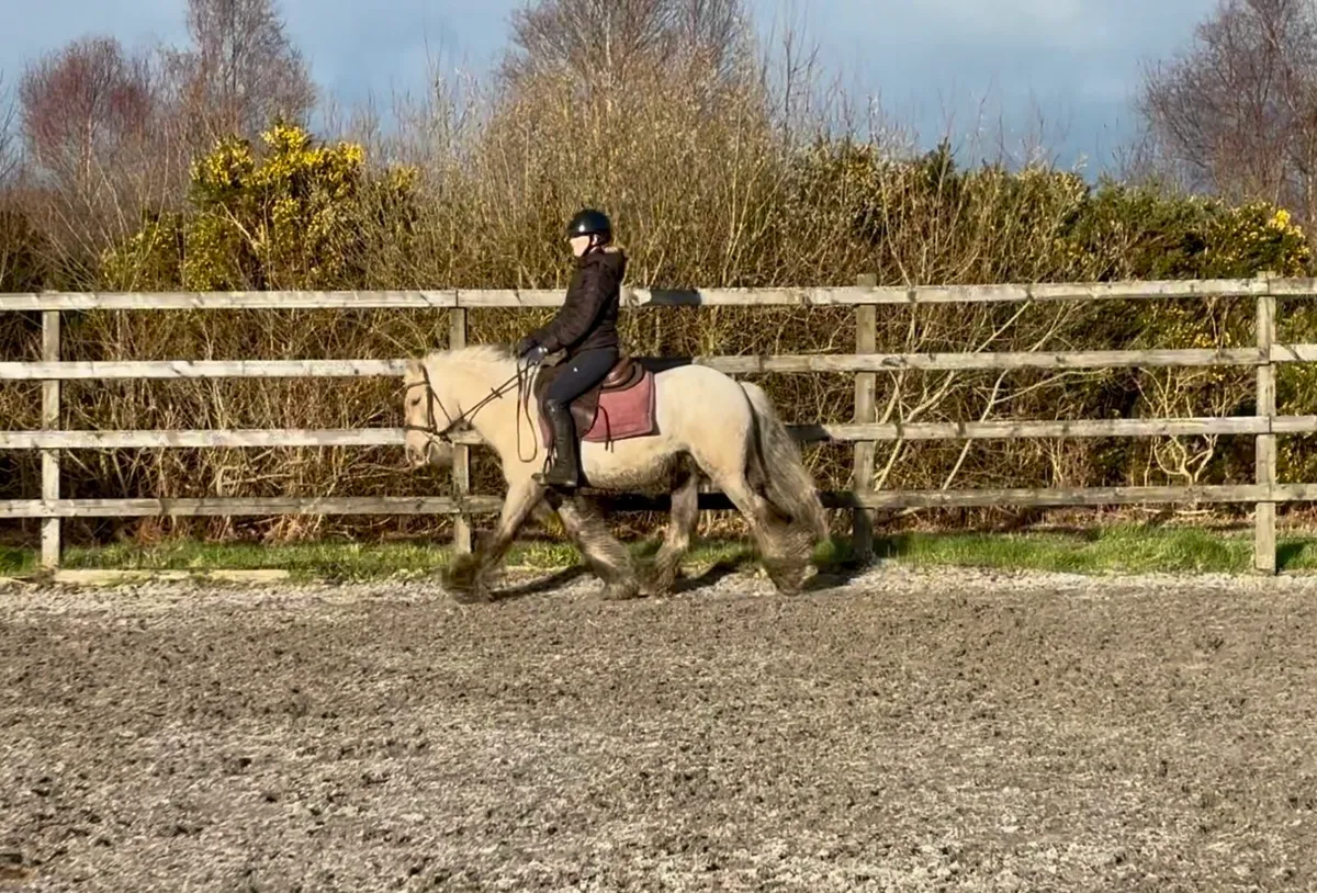 5yrs 13.1hh Gelding - Image 4