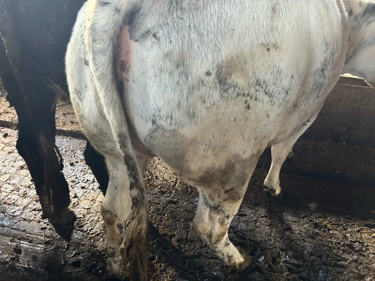 Beef heiffers 550 K G - Image 1