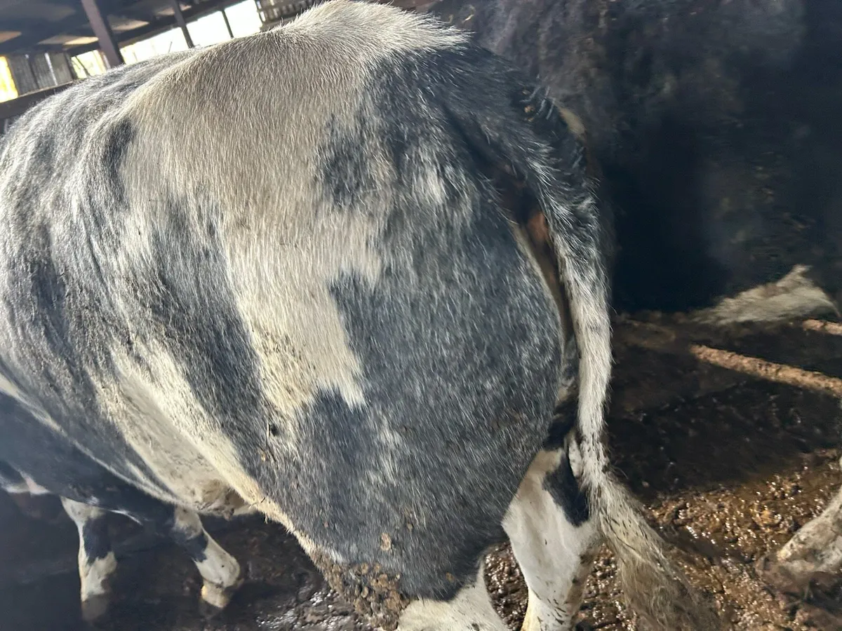 Beef heiffers 550 K G - Image 2