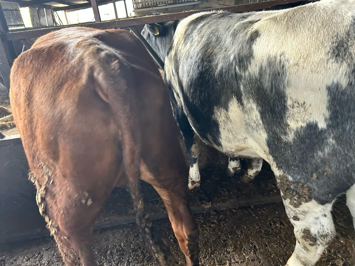 Beef heiffers 550 K G - Image 3