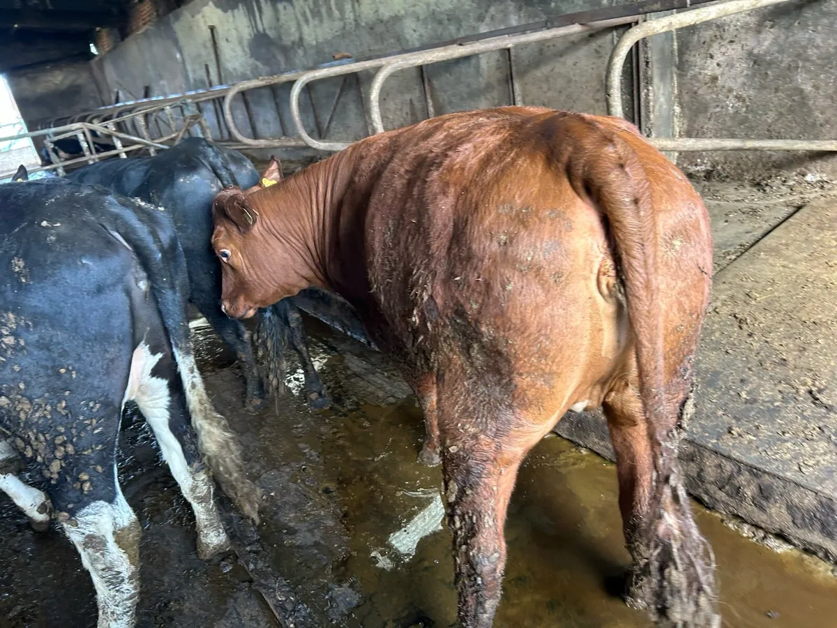 Beef heiffers 550 K G - Image 4