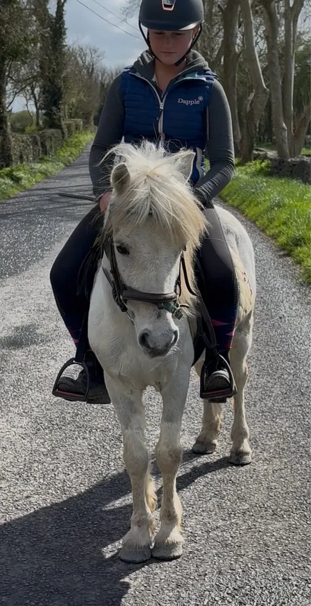 VERY QUIET LEAD-REIN/ STARTER  PONIES - Image 1