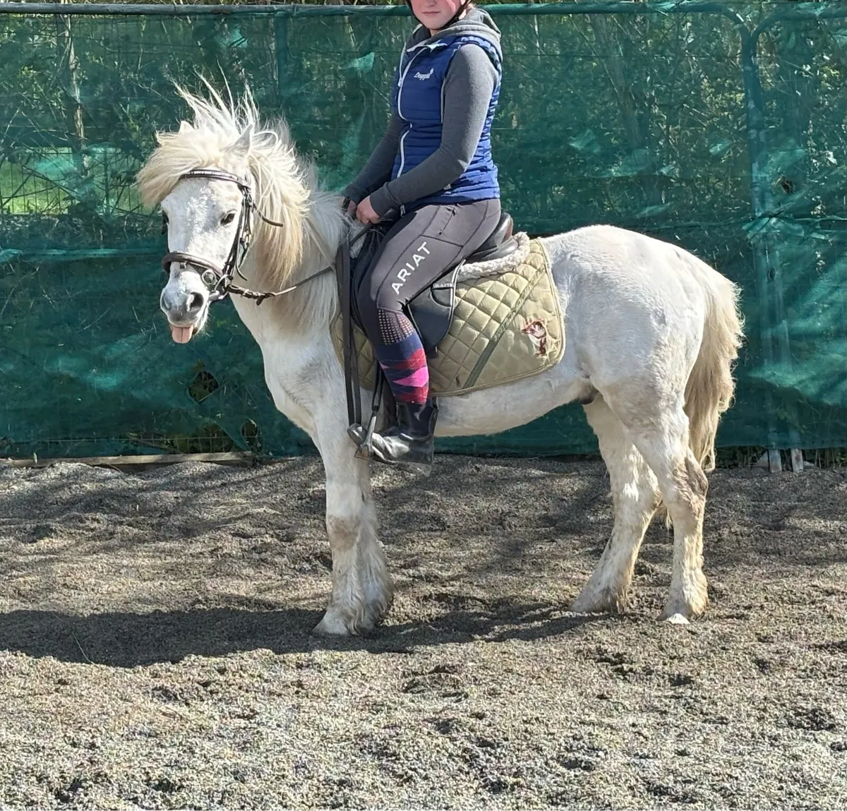 VERY QUIET LEAD-REIN/ STARTER  PONIES - Image 2