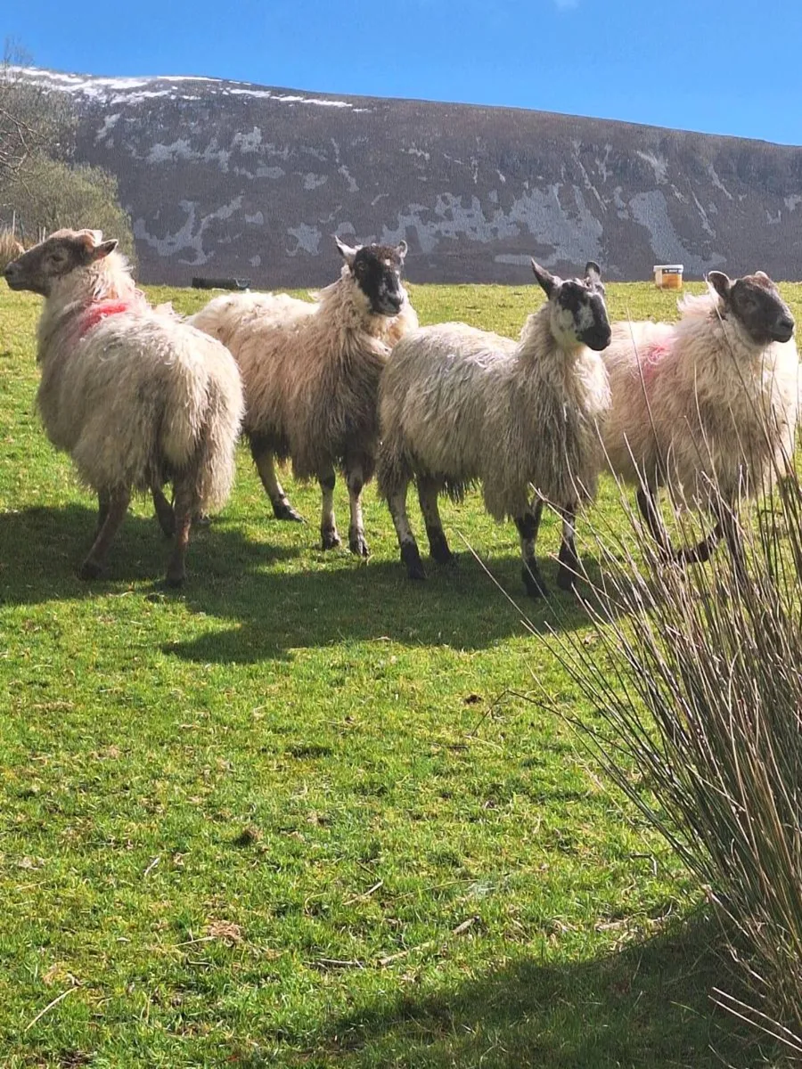 Ewe Hoggetts - Image 1