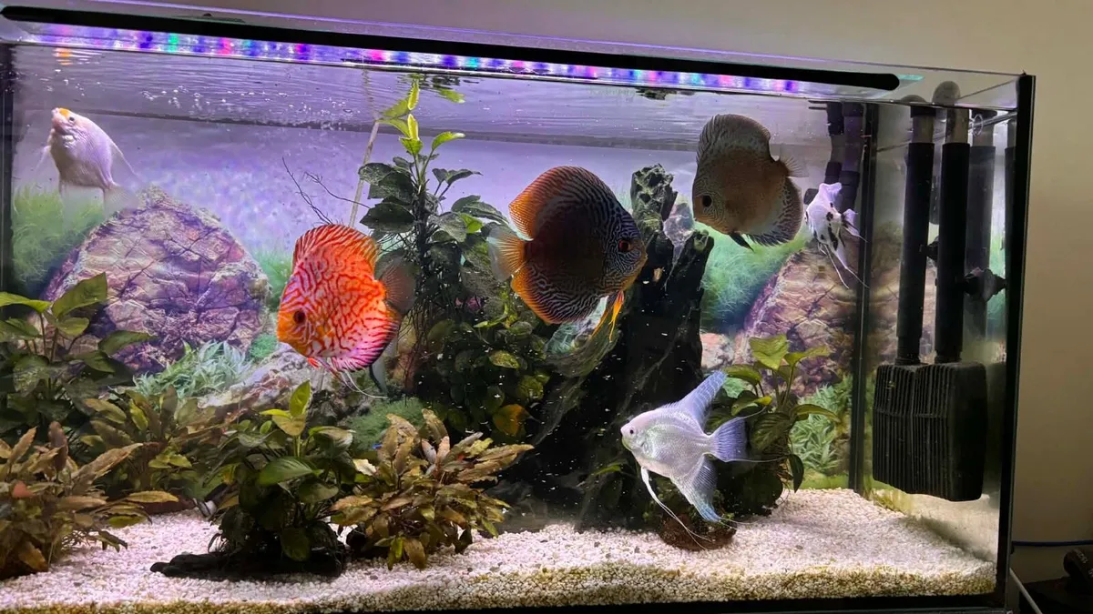 Fish (discus, angelfish, catfish) - Image 1