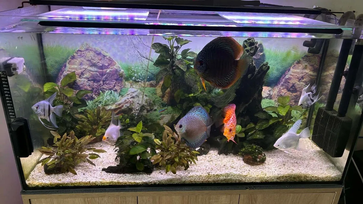 Fish (discus, angelfish, catfish) - Image 2