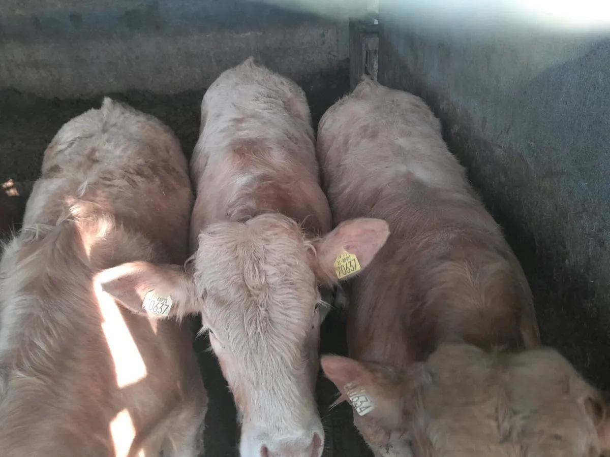 Hybrid Bulls off ped Limousin cow xPed Charollais - Image 3