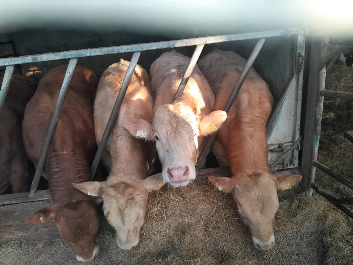 Hybrid Bulls off ped Limousin cow xPed Charollais - Image 4