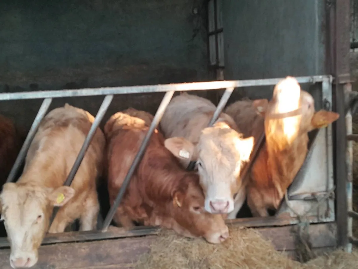 Hybrid Bulls off ped Limousin cow xPed Charollais - Image 1