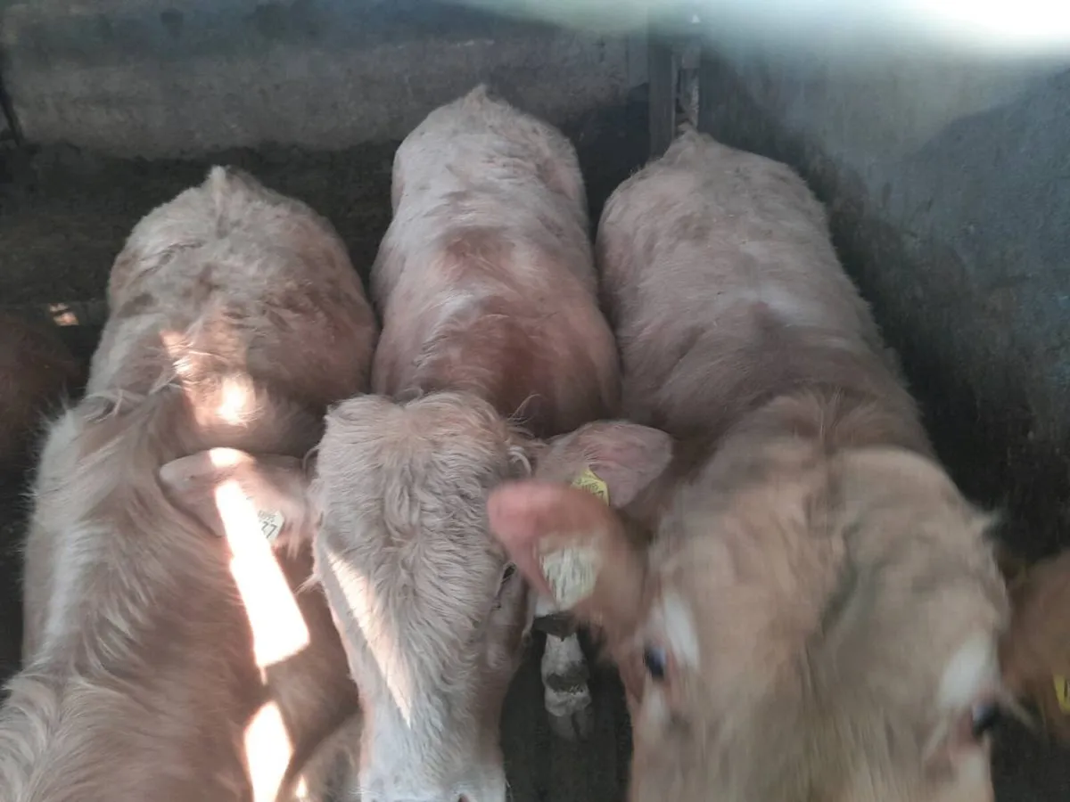 Hybrid Bulls off ped Limousin cow xPed Charollais - Image 2