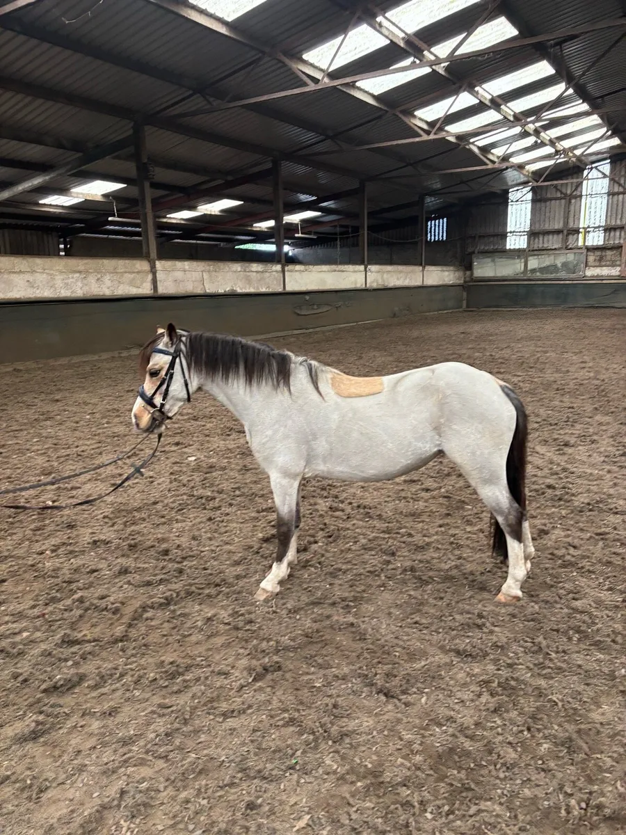 11.2 stunning Welsh section A pony - Image 1