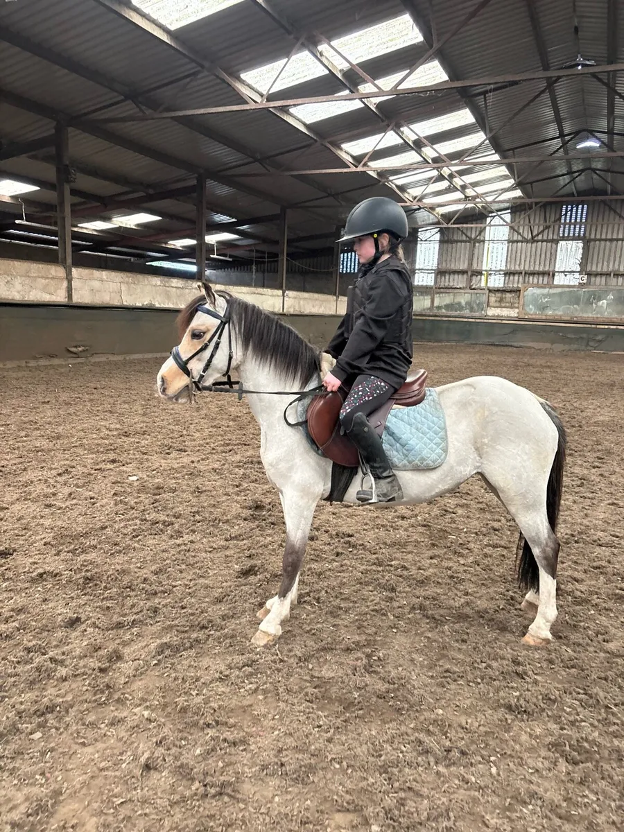 11.2 stunning Welsh section A pony - Image 2