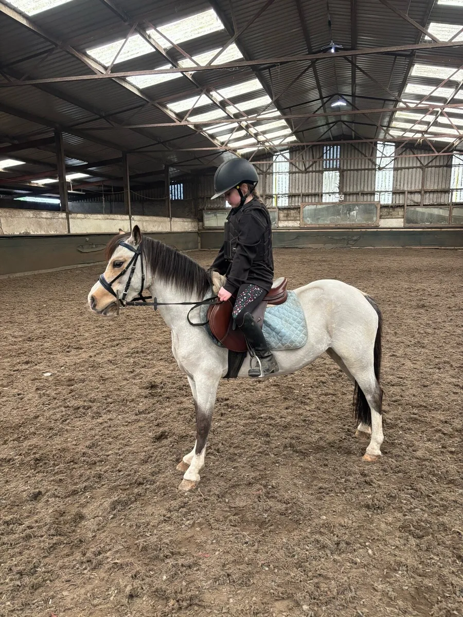 11.2 stunning Welsh section A pony - Image 3