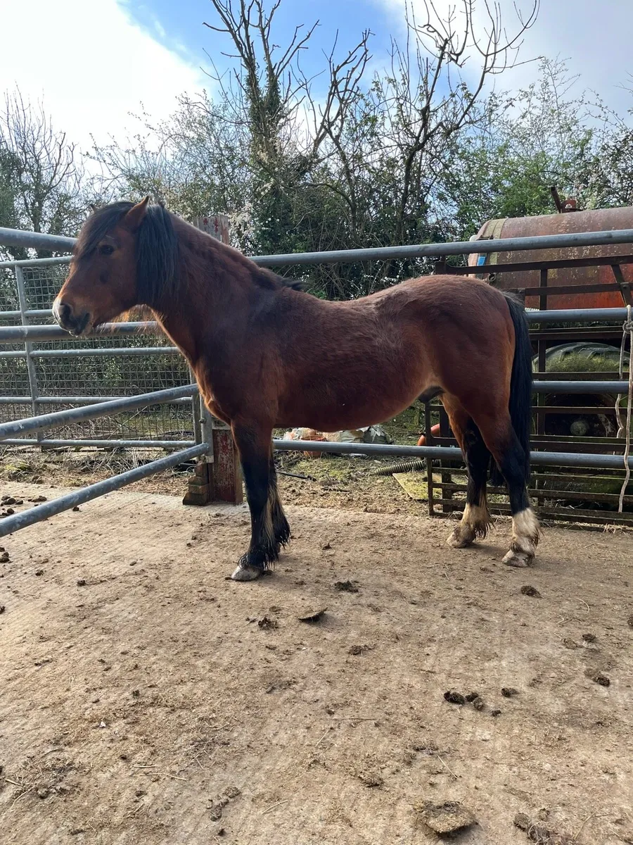 BAY PONY TEASER - Image 1