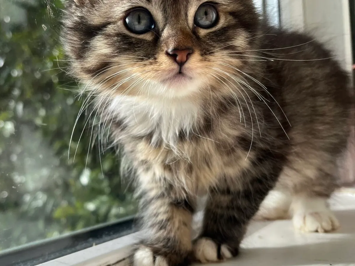 Cross Maine Coon Princess - Image 1