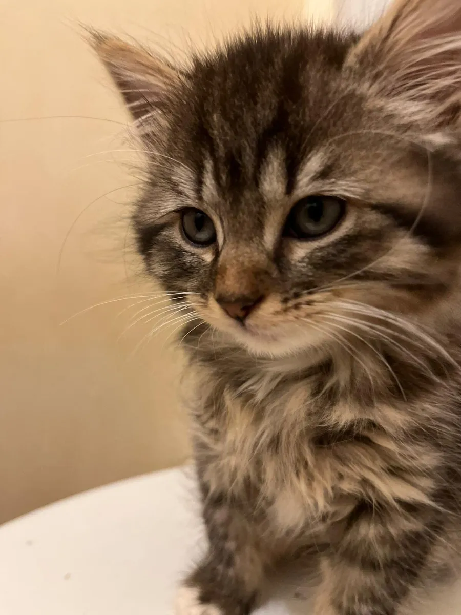 Cross Maine Coon Princess - Image 3