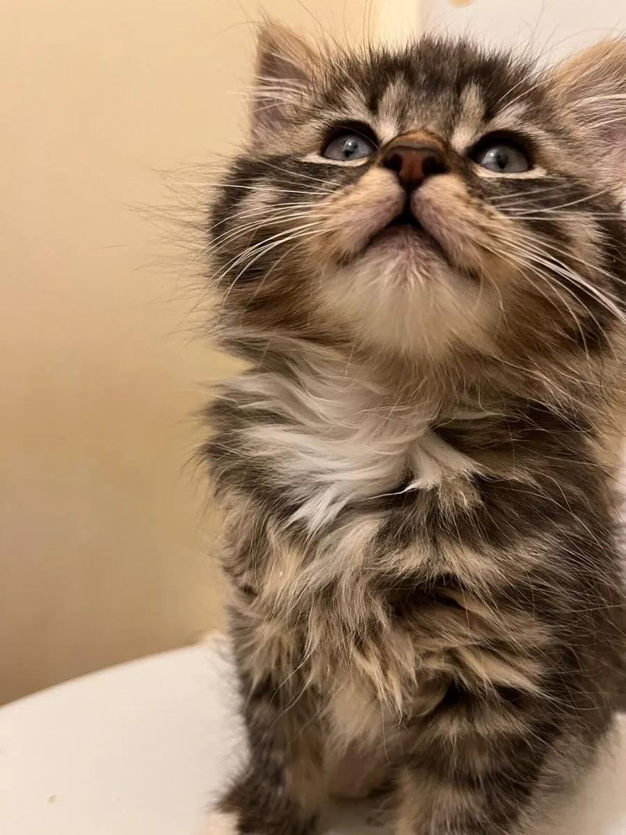 Cross Maine Coon Princess - Image 4