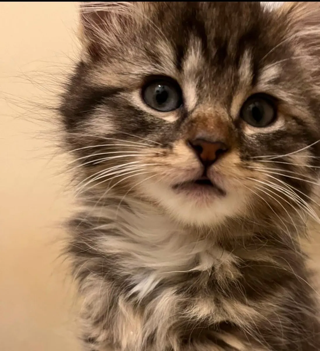 Cross Maine Coon Princess - Image 2