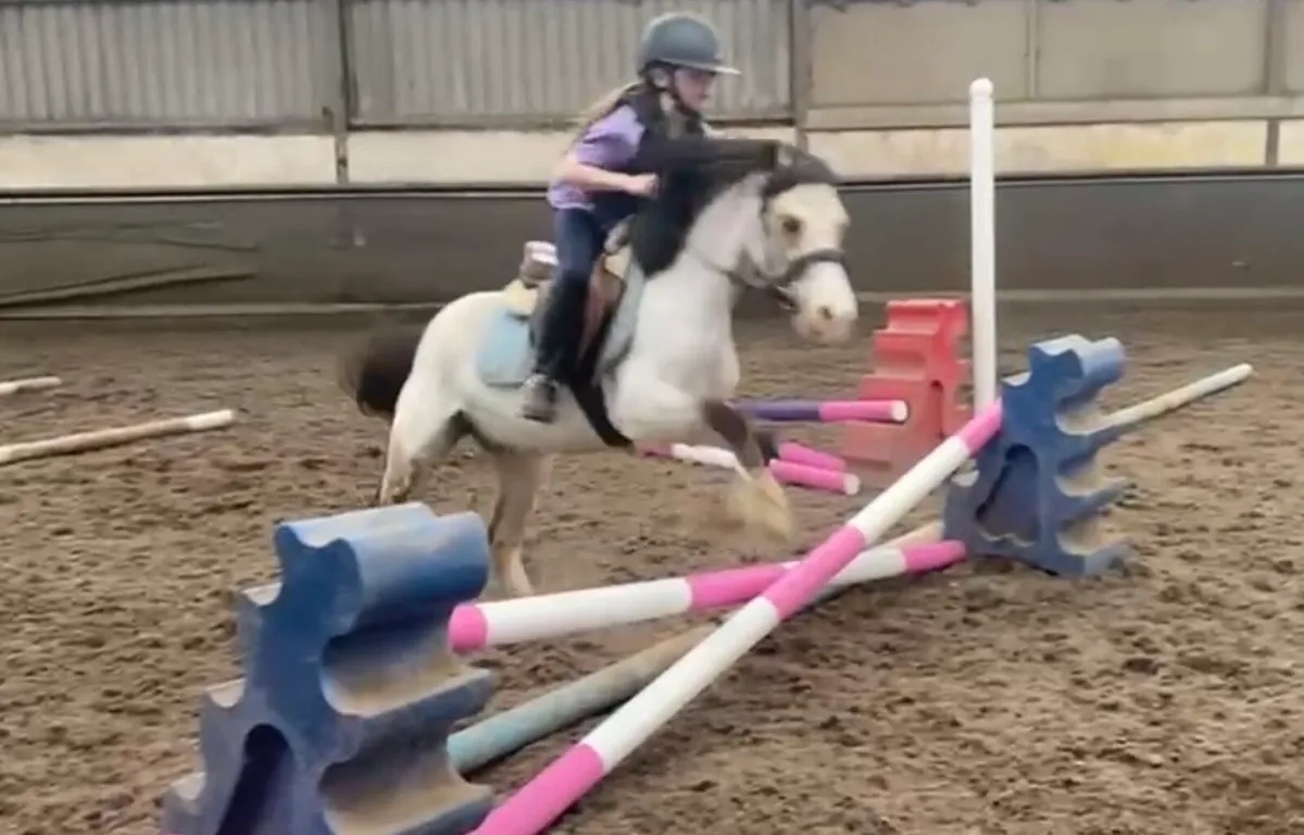 11.2 stunning Welsh section A pony - Image 4