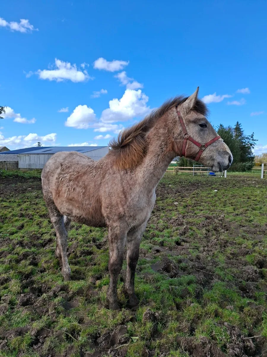 2 Quality Colts - Image 3