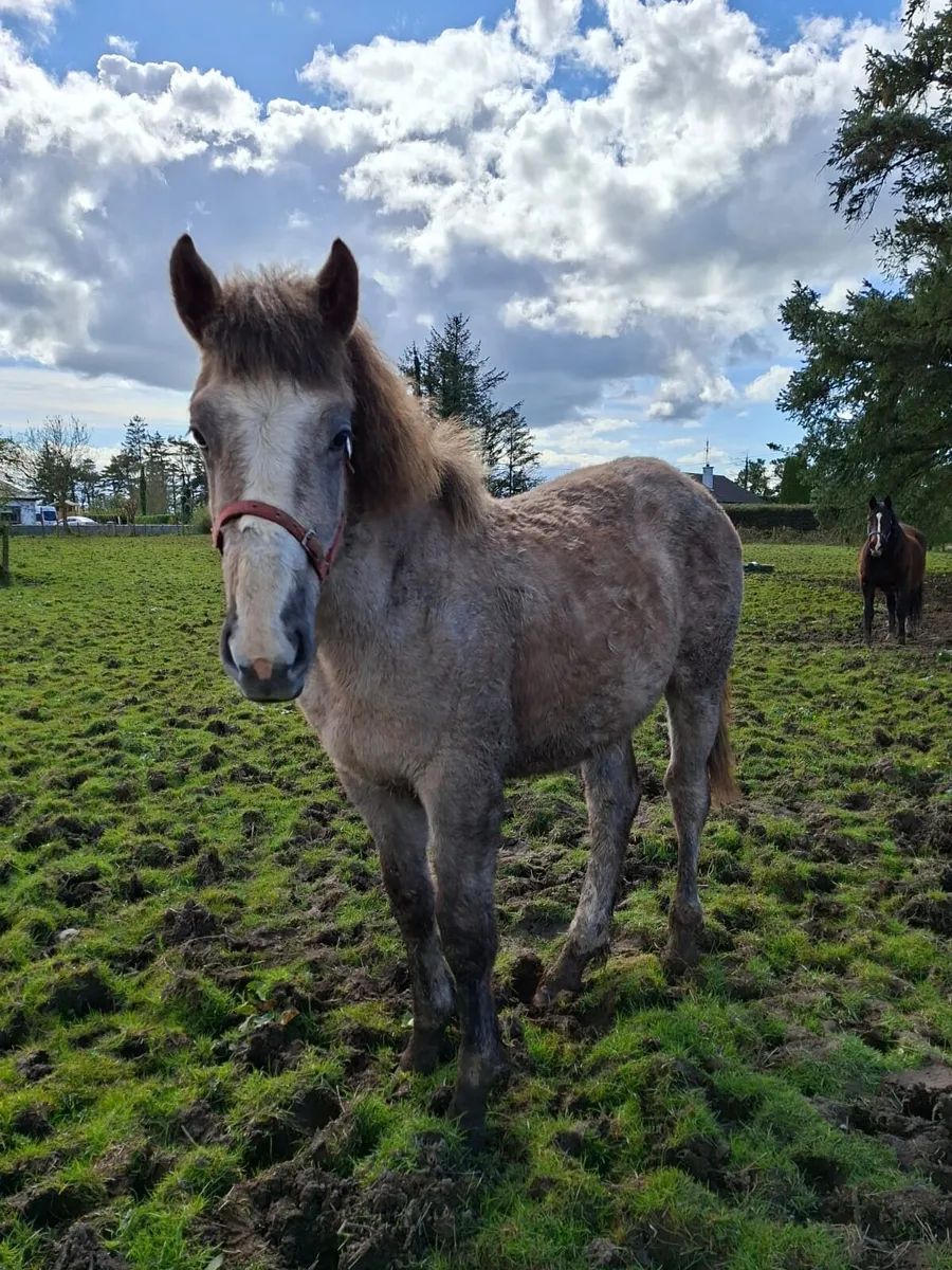 2 Quality Colts - Image 1