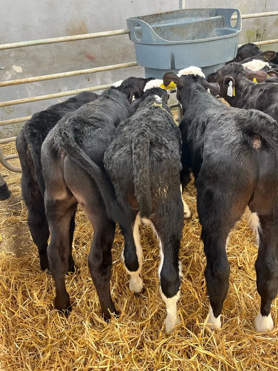 BULL CALFS - Image 1