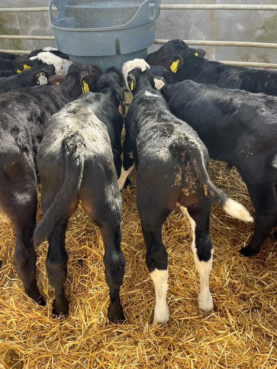 BULL CALFS - Image 2