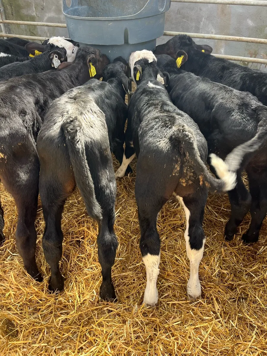 BULL CALFS - Image 3